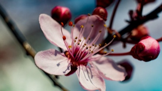 Davis Tree Management Expert Tree Care Senior Discounts up to 15% OFF! Apple blossoms