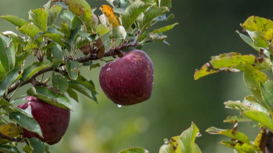 Davis Tree Management Expert Tree Care Senior Discounts up to 15% OFF!