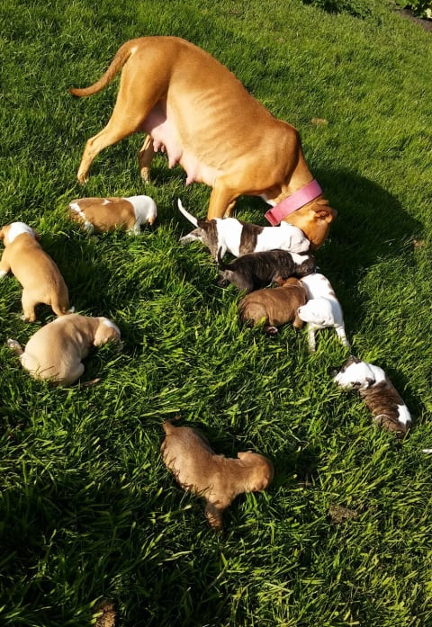 Mobirise Website Builder