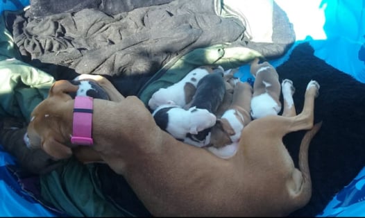 Mobirise Website Builder