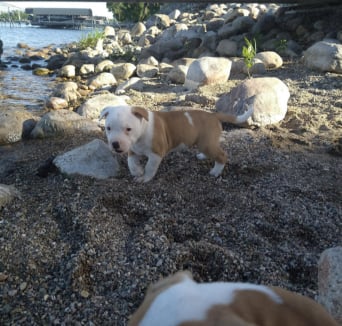 Mobirise Website Builder