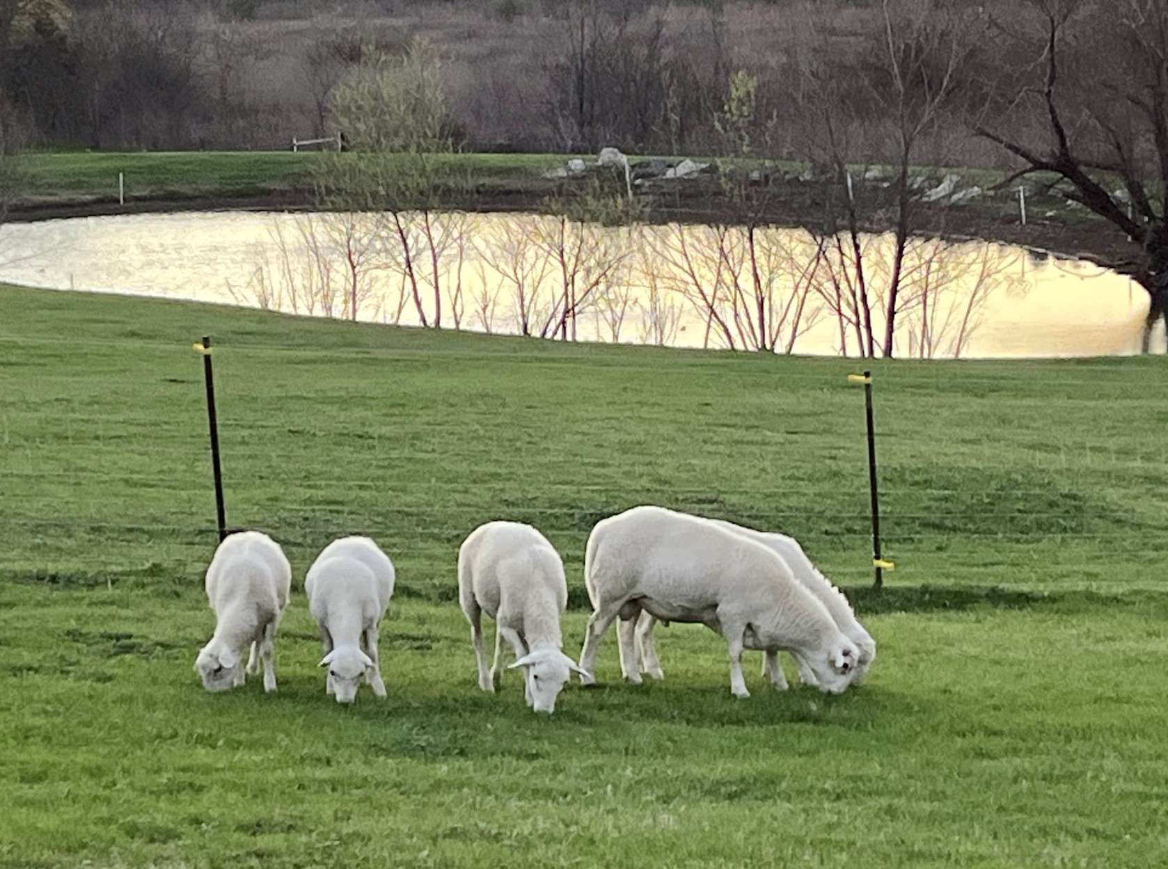 Green Acres Ranch: Royal White Sheep Breeder in Palmer, Texas