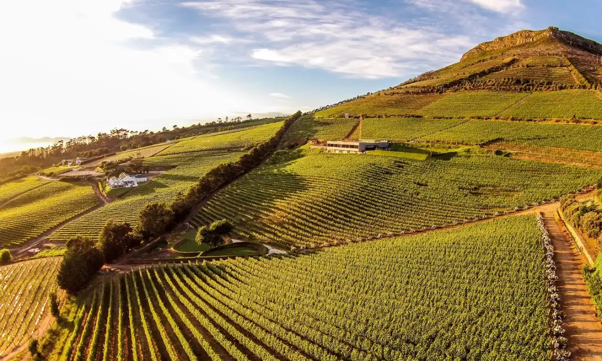 Best Wineries & Vineyards Near Cape Town