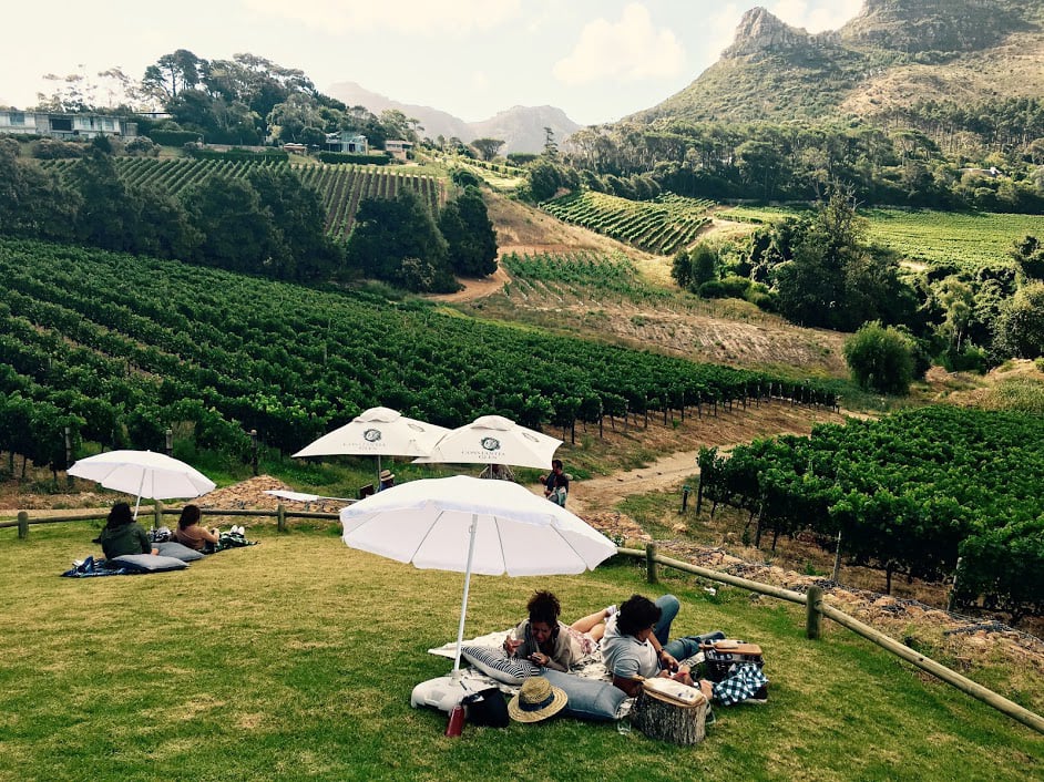 Explore the Best Wine Farms Around Cape Town