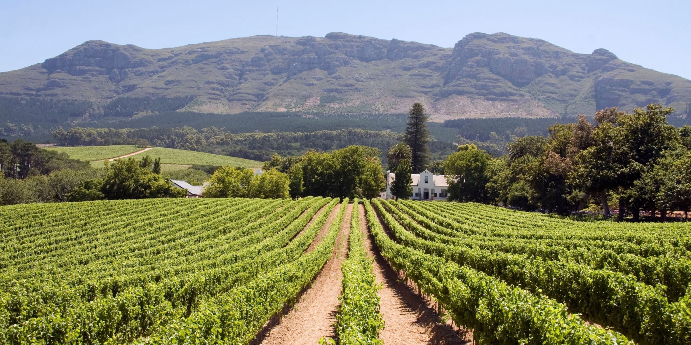Explore the Cape Winelands Wine Routes