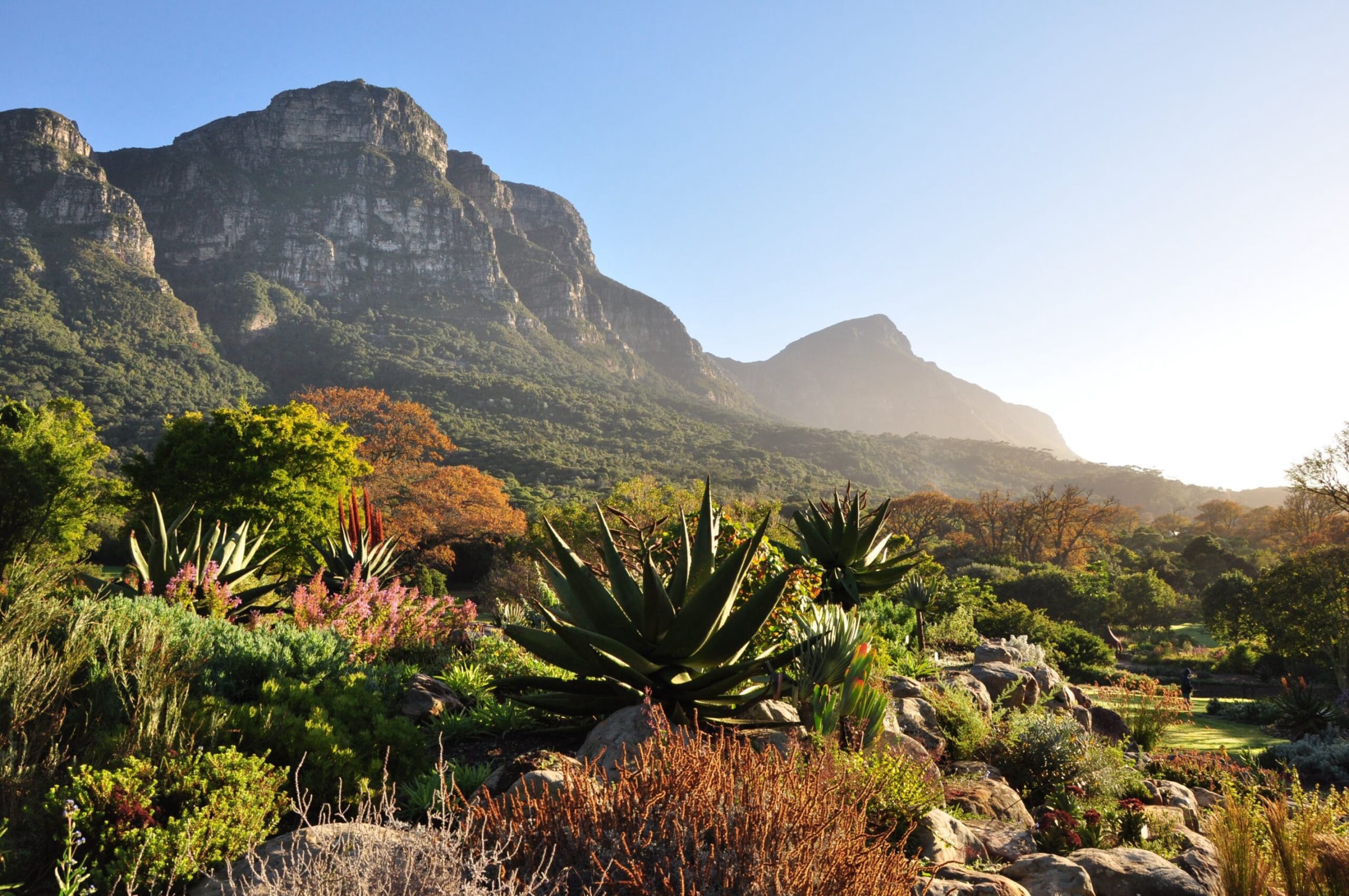 Kirstenbosch Botanical Garden