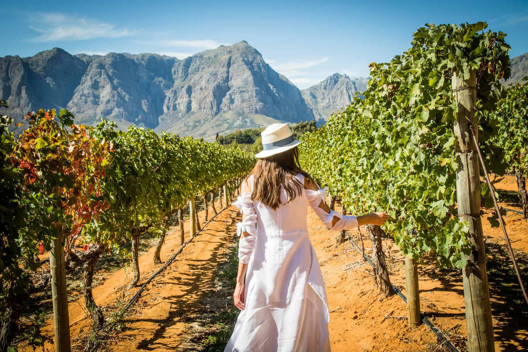 Planning Your Visit to Cape Town's Wineries