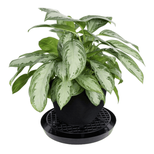 Potted plant with 16" pot elevator inside saucer.