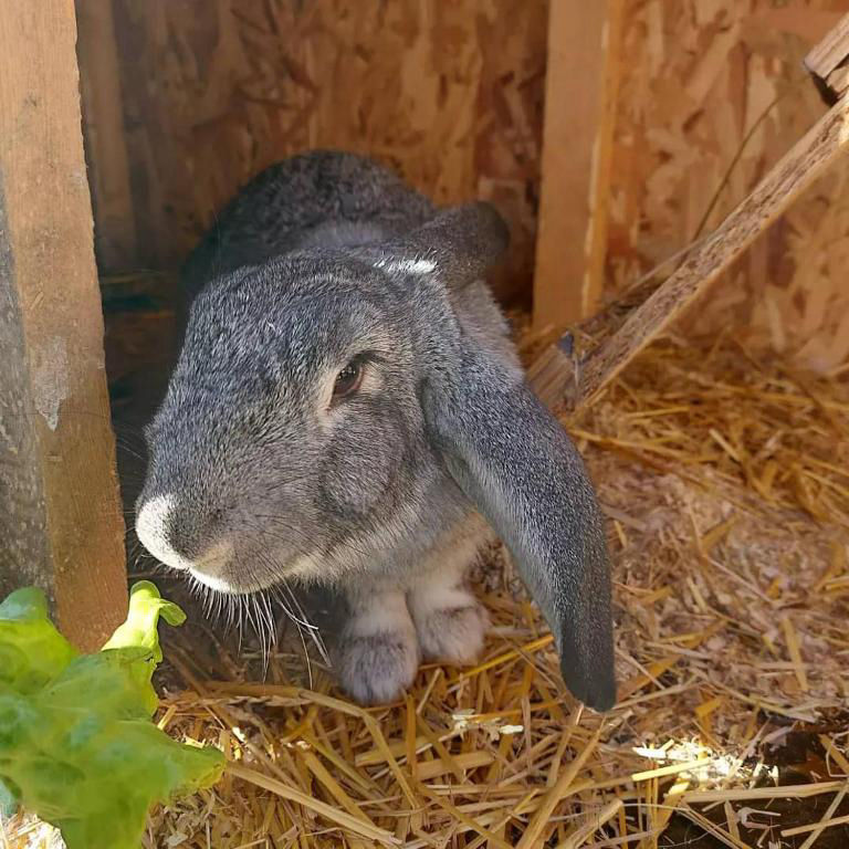 Let the children pet the bunny.