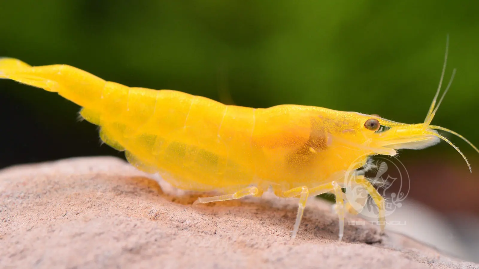 Golden/Yellow Shrimp