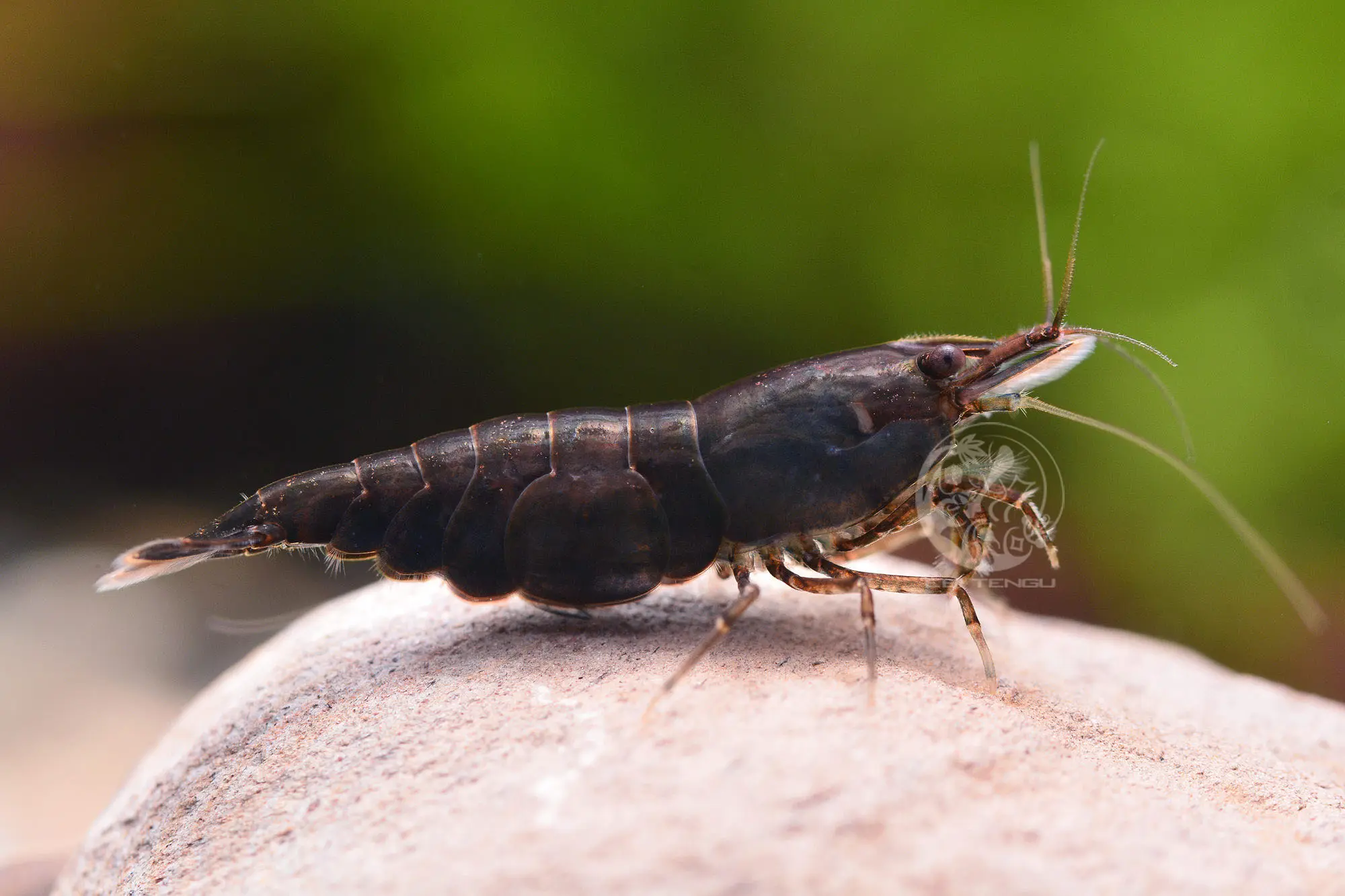 Chocolate (Black) Shrimp