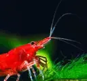 A-Shrimps - Aquarium shrimps