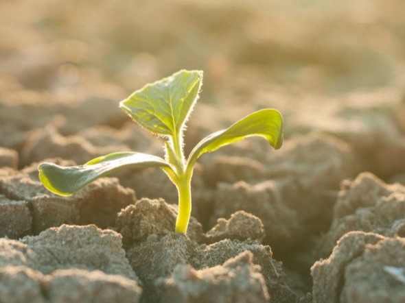 Plantje groeit uit grond stenen