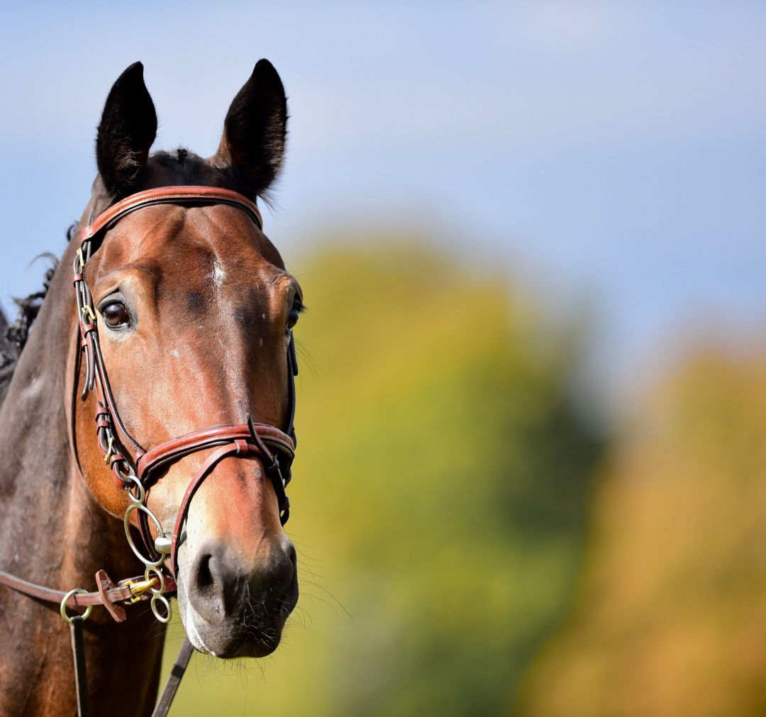 Paard in weide met wazige achtergrond