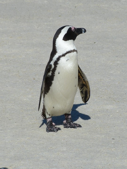 About our Cape Town Day Trips