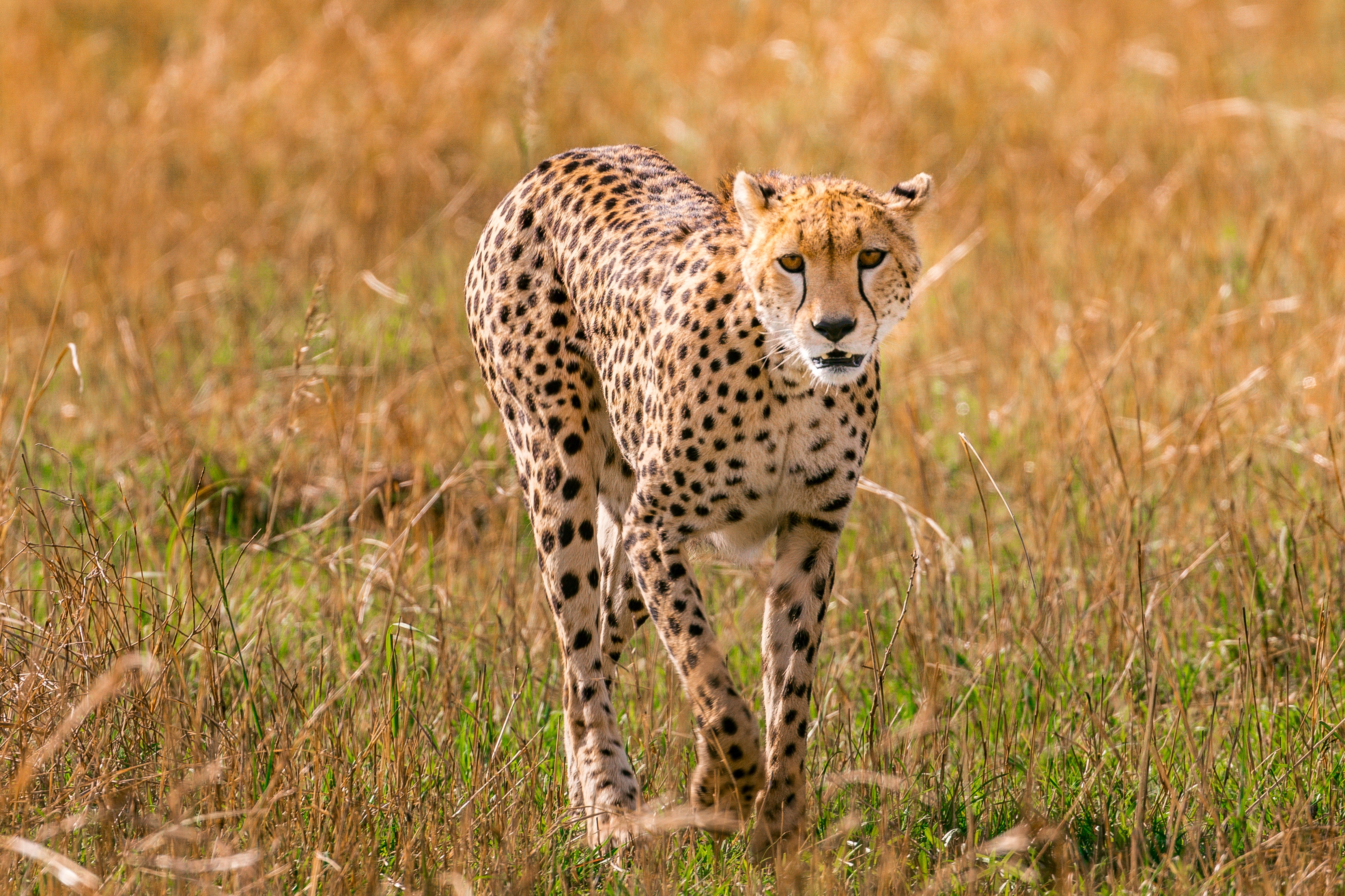 Cape Town Safari - Cheetah