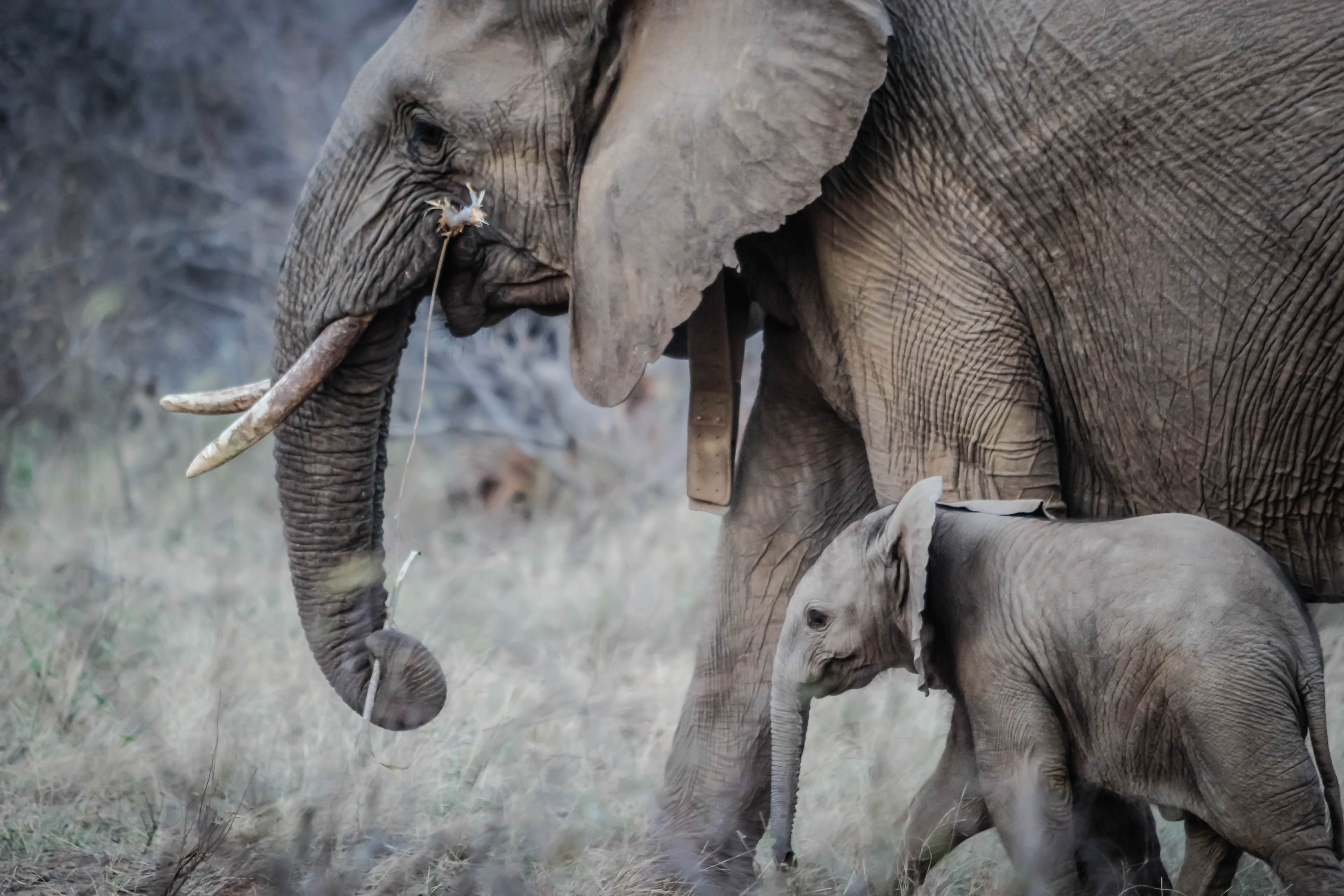 Cape Town Safari - Elephant