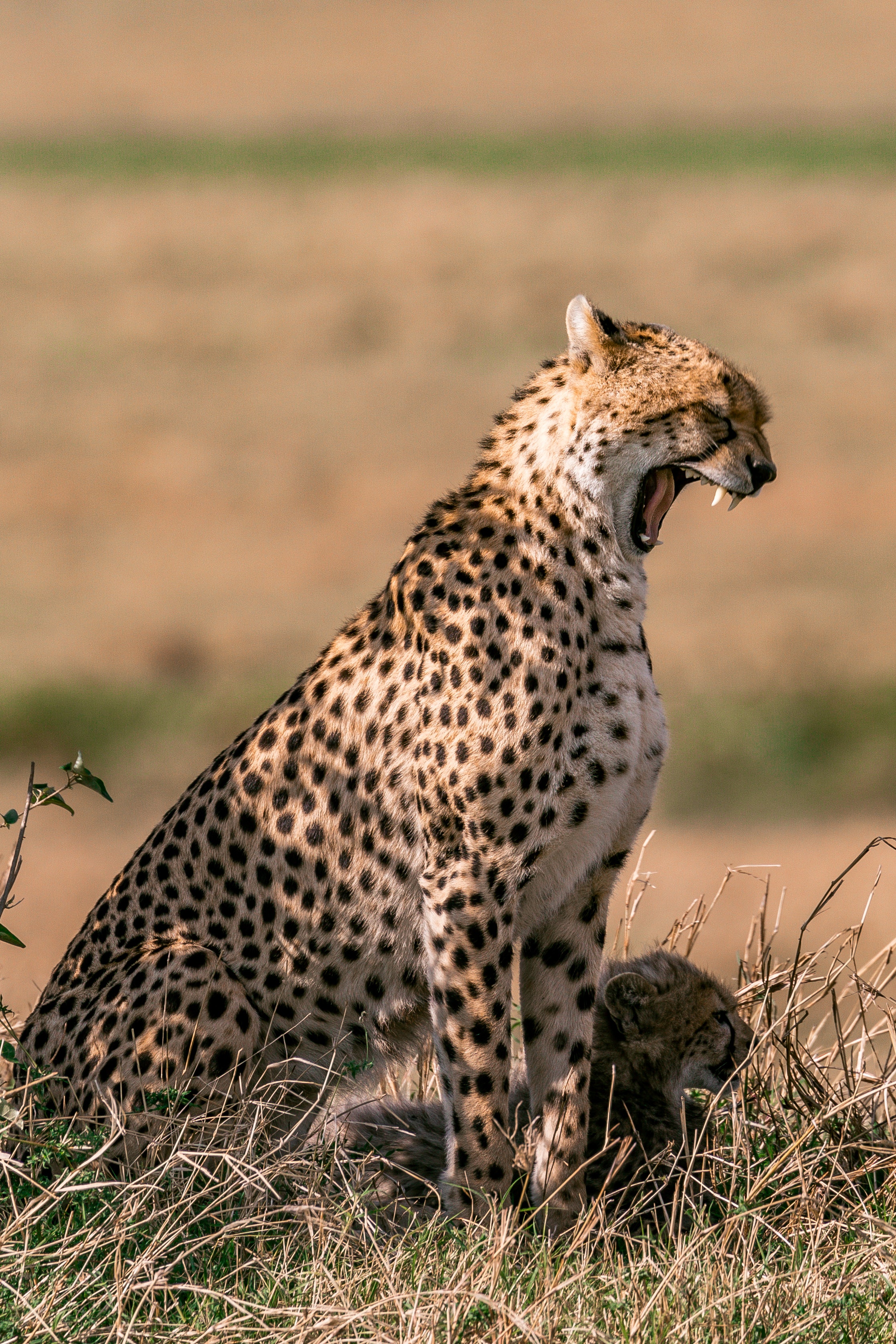 Cape Town Safari Tour - Cheetah