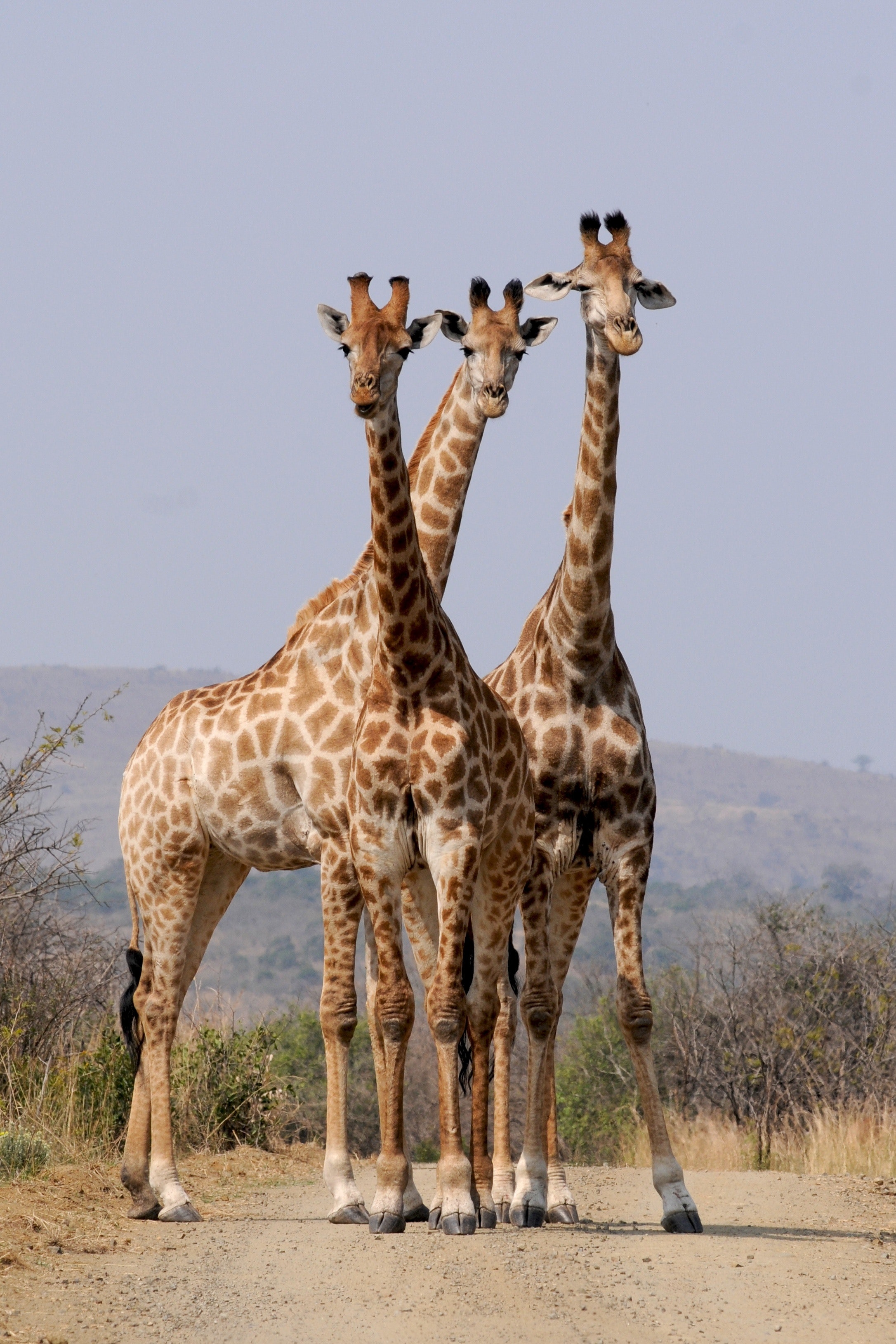 Safari cape town