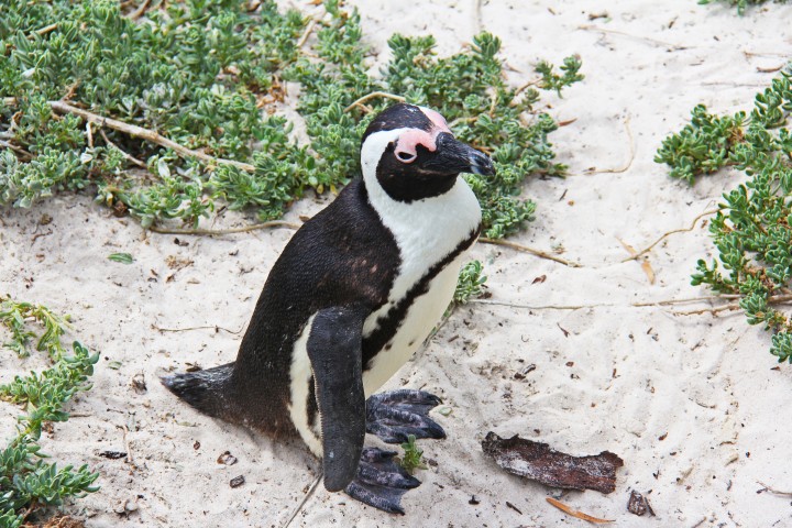 Penguins