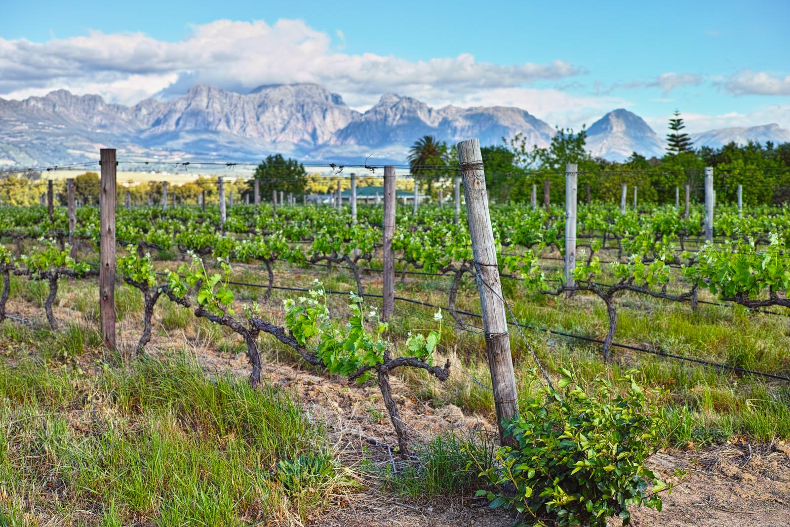 vineyard in the Cape winelands