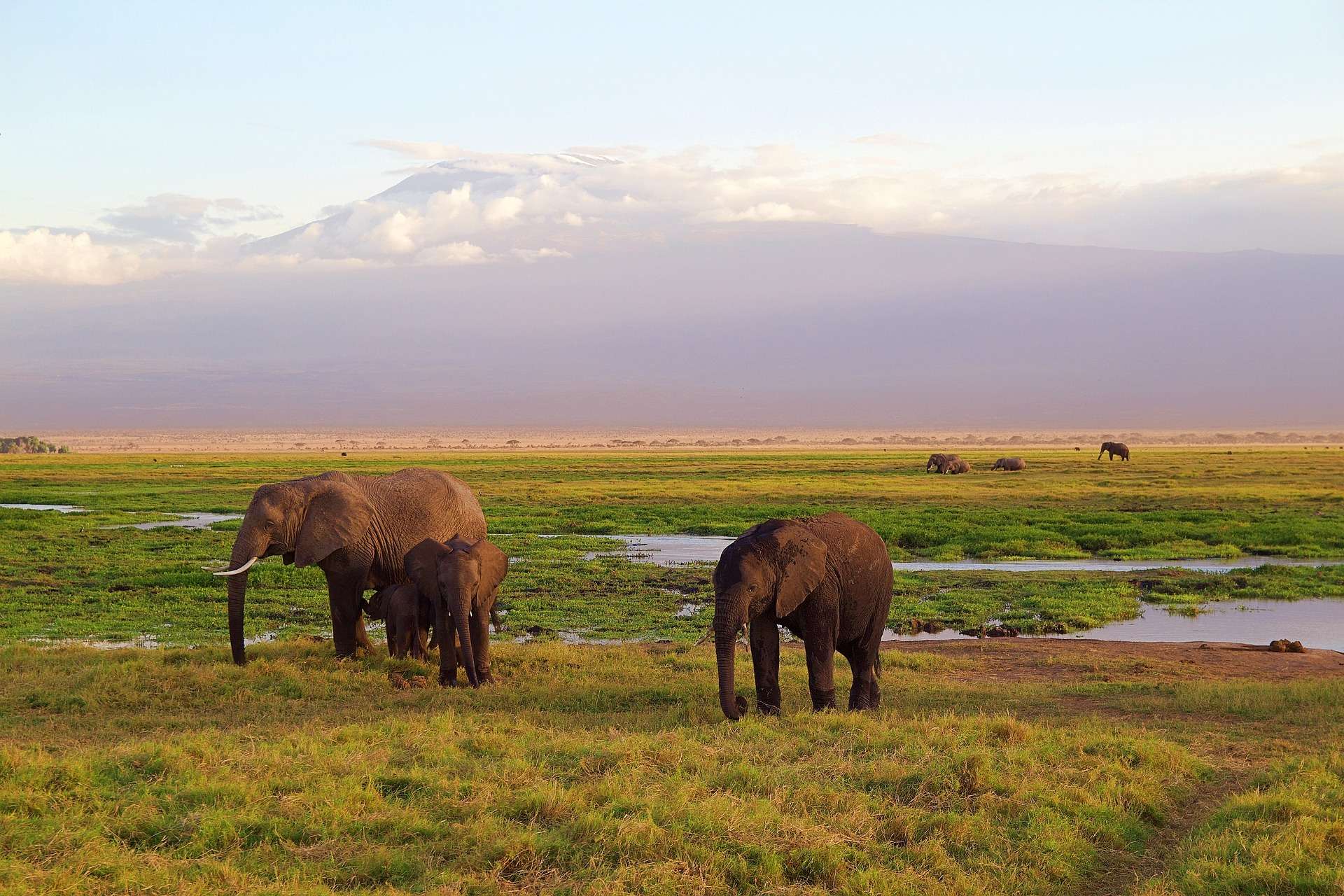 amazing Tanzania safari