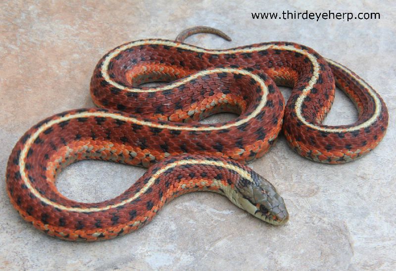 Download V4 10 7 The Site Was Created With Mobirise Free Website Builder Create Your Website All Third Eye Herp High Red Coast Garter Snakes Adult Pair Of Red Coast Garter Snakes Adult Female Erythristic Coast Garter Snake Adult Male Erythristic Coast Garter For iPhone Wallpaper V4 10 7 The Site Was Created With Mobirise Free Website Builder Create Your Website All Third Eye Herp High Red Coast Garter Snakes Adult Pair Of Red Coast Garter Snakes Adult Female Erythristic Coast Garter Snake Adult Male Erythristic Coast Garter For Android Free