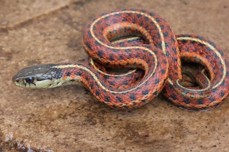 Download V4 10 7 The Site Was Created With Mobirise Free Website Builder Create Your Website All Third Eye Herp High Red Coast Garter Snakes Adult Pair Of Red Coast Garter Snakes Adult Female Erythristic Coast Garter Snake Adult Male Erythristic Coast Garter Desktop Wallpaper Wallpaper V4 10 7 The Site Was Created With Mobirise Free Website Builder Create Your Website All Third Eye Herp High Red Coast Garter Snakes Adult Pair Of Red Coast Garter Snakes Adult Female Erythristic Coast Garter Snake Adult Male Erythristic Coast Garter Desktop Wallpaper