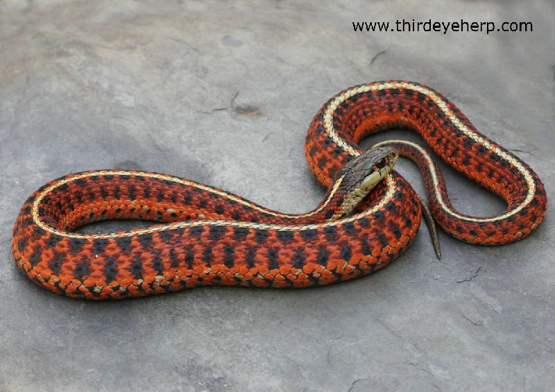 Get V4 10 7 The Site Was Created With Mobirise Free Website Builder Create Your Website All Third Eye Herp High Red Coast Garter Snakes Adult Pair Of Red Coast Garter Snakes Adult Female Erythristic Coast Garter Snake Adult Male Erythristic Coast Garter For Free Get Wallpaper V4 10 7 The Site Was Created With Mobirise Free Website Builder Create Your Website All Third Eye Herp High Red Coast Garter Snakes Adult Pair Of Red Coast Garter Snakes Adult Female Erythristic Coast Garter Snake Adult Male Erythristic Coast Garter For Free