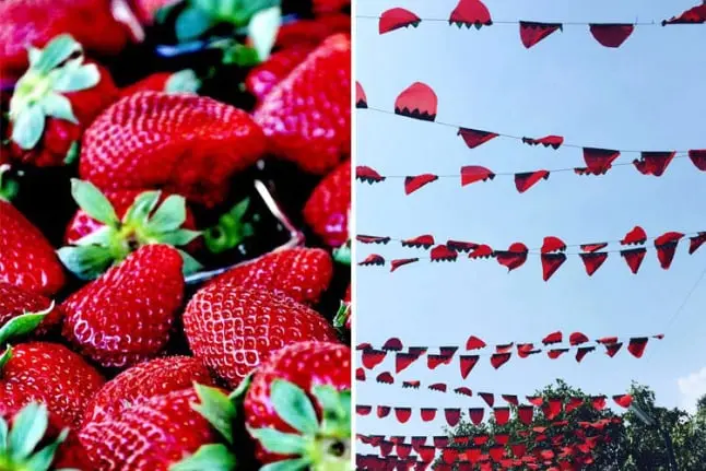 Fresh strawberries at a food festival in Mahabaleshwar showcasing vibrant fruits and local delicacies.