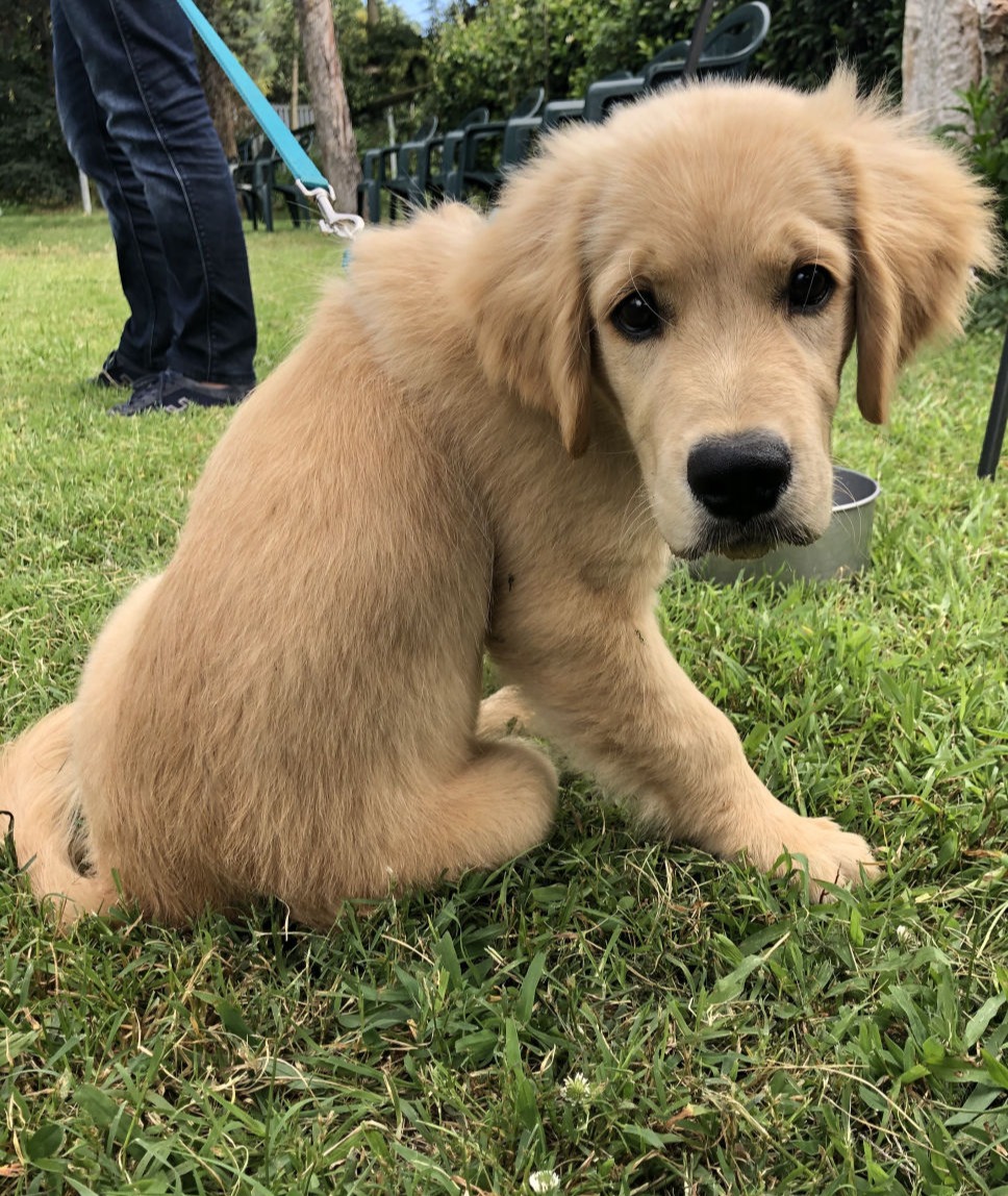 Giochi interattivi per il cane: il tappeto olfattivo, quali sono i pro e  contro