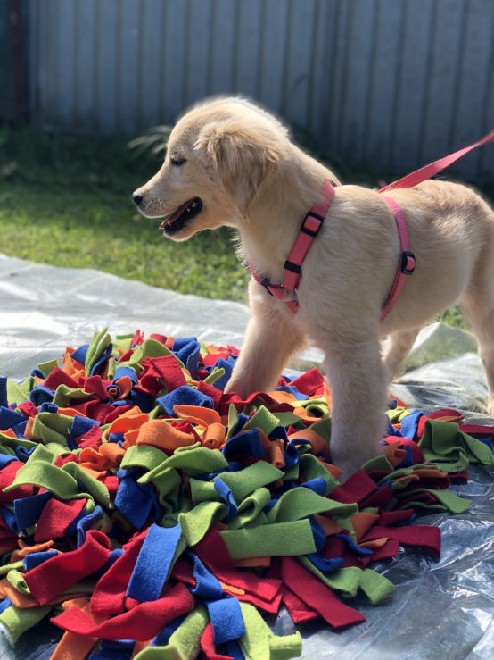 Tappeto olfattivo Snuffle Mat Bella