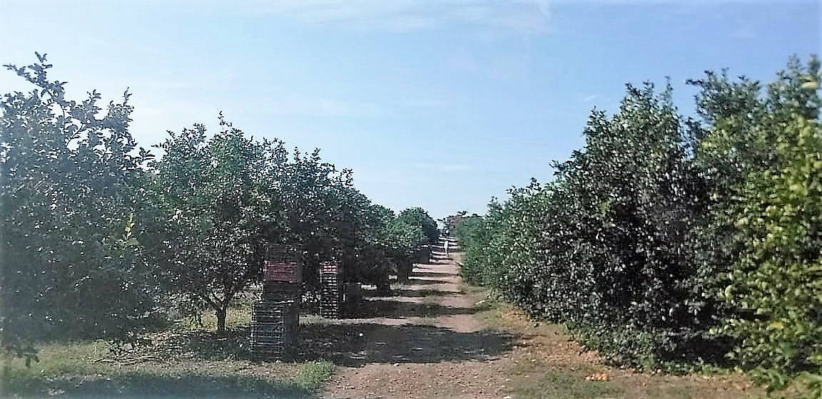 IMAGE SLIDE